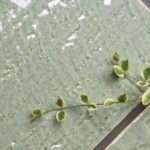 すぐわかるタイルの基本 ～釉薬編～