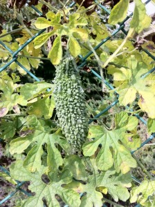 ゴーヤの収穫も近い？！