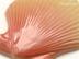⥶:ǥ󥿥  ȥ 116106 (TPC-T296)(15013TPC)