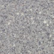  륿 50ʿ :109 (63202KYT)