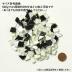 ⥶:륯ե 饹⥶(Х) ॷ ץ졼&å Υȡ 600g(65742JNO)
